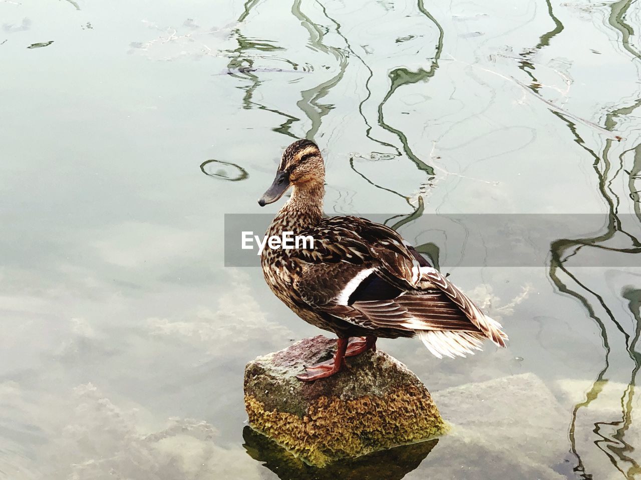 HIGH ANGLE VIEW OF MALLARD DUCK SWIMMING ON LAKE