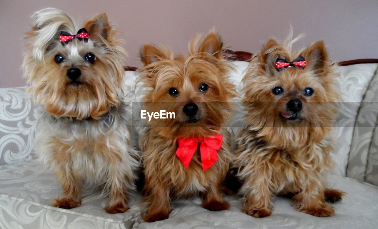 Portrait of yorkshire terrier puppies sitting on sofa