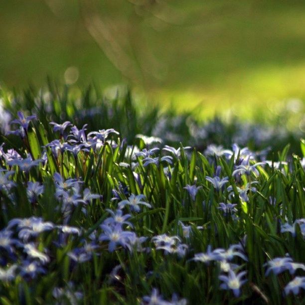 CLOSE-UP OF FLOWERS GROWING ON FIELD