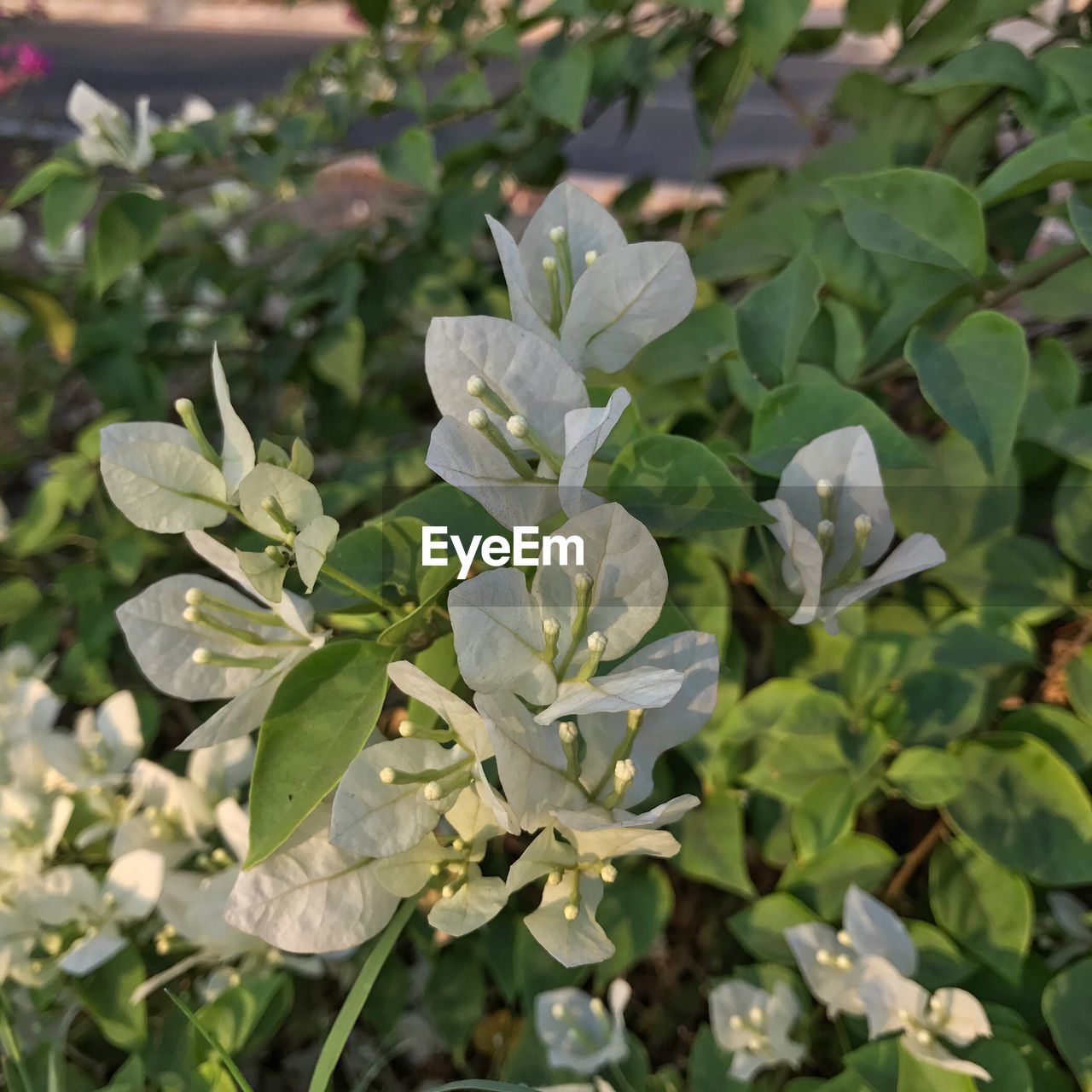 CLOSE-UP OF WATER DROPS ON PLANT