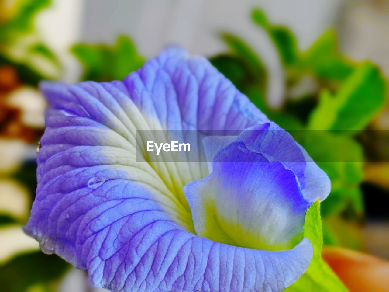 Close-up of purple iris flower