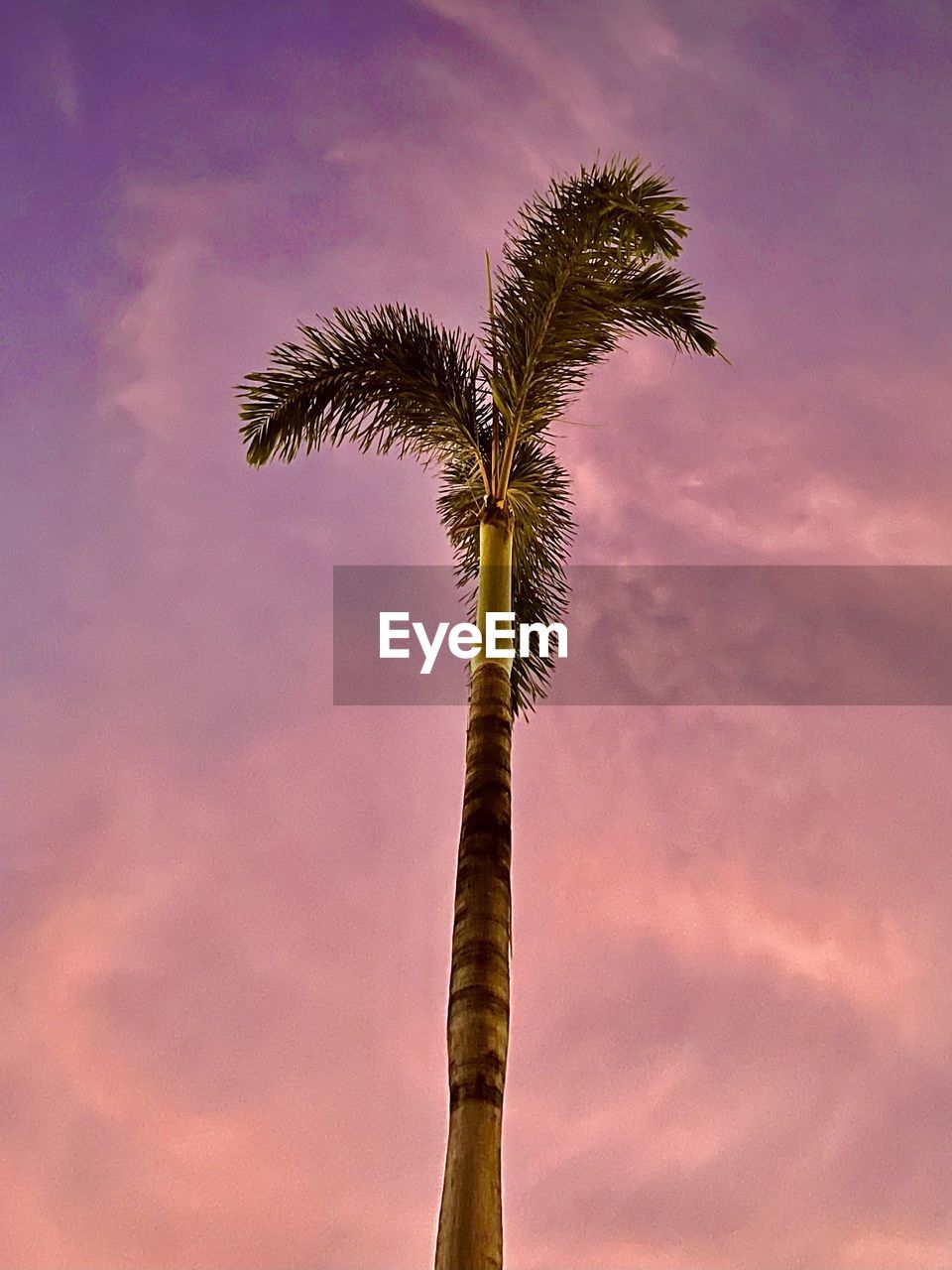 Low angle view of coconut palm tree against sky