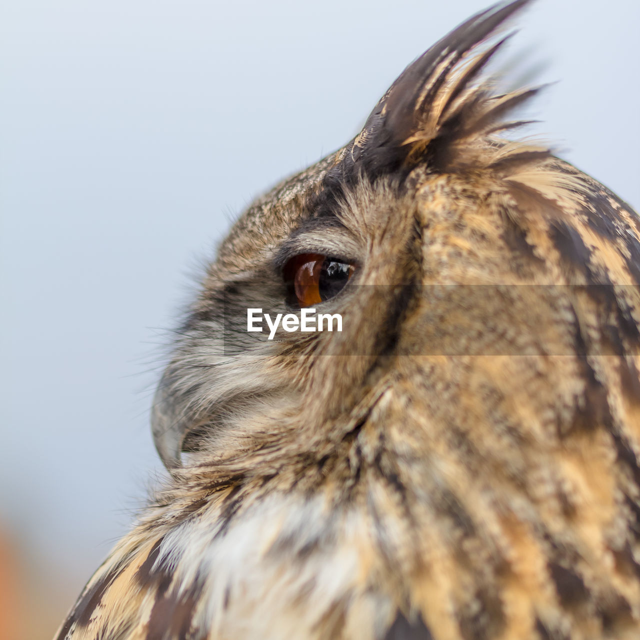 CLOSE-UP OF A BIRD AGAINST SKY