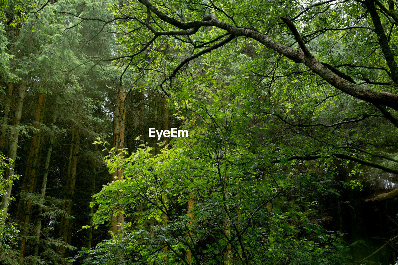 VIEW OF TREES IN FOREST