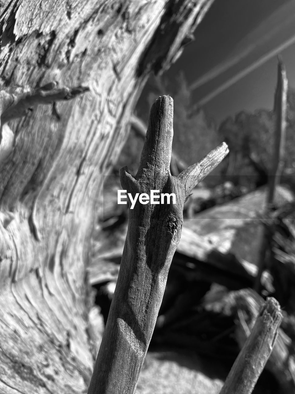 branch, animal themes, animal, close-up, one animal, wood, animal wildlife, black and white, wildlife, tree, monochrome photography, reptile, monochrome, no people, lizard, nature, focus on foreground, day, black, outdoors, macro photography, tree trunk, plant, animal body part, timber, trunk, log