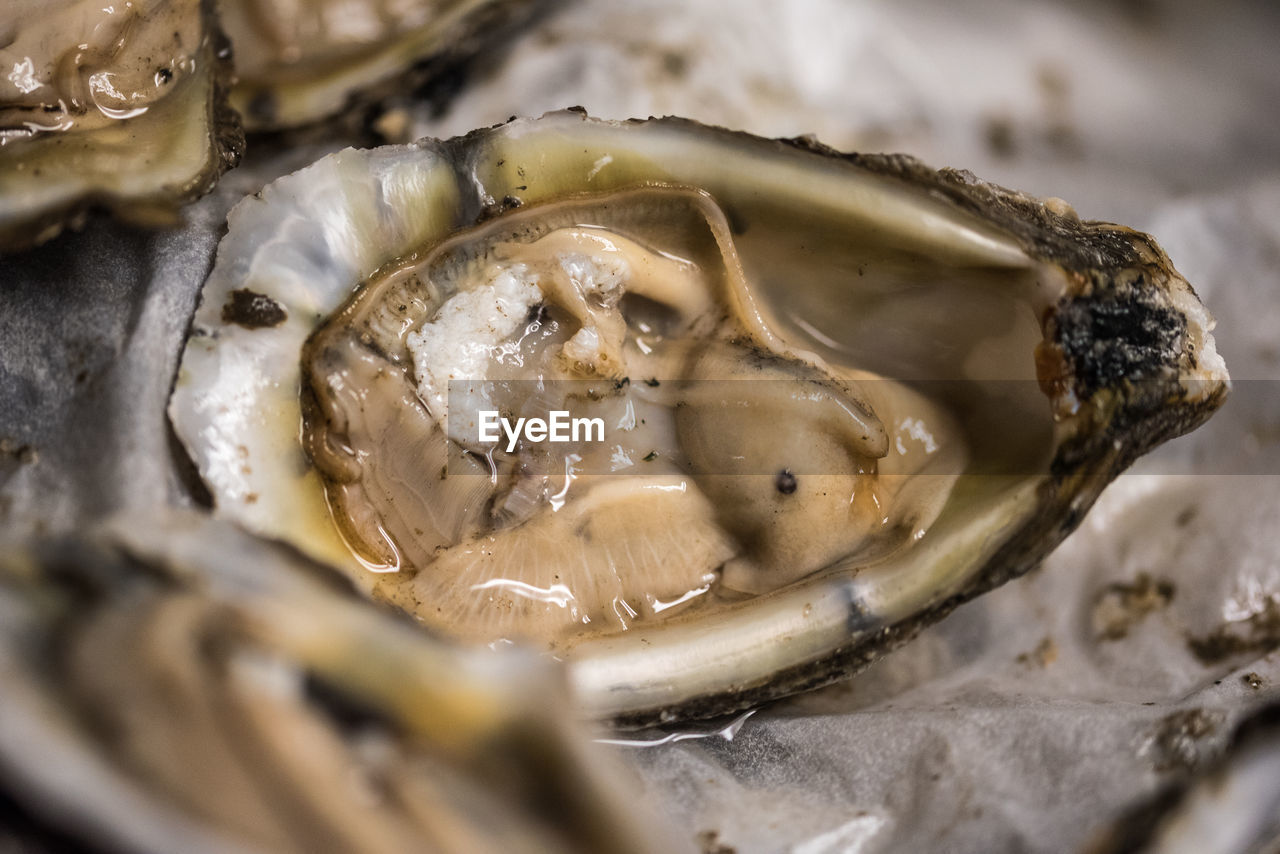 Close-up of oyster