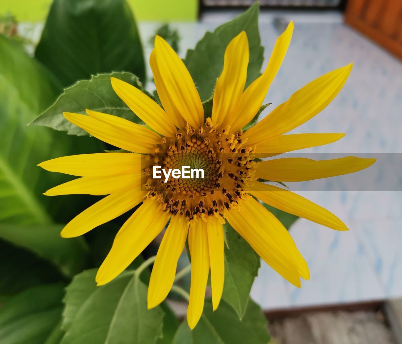 flower, flowering plant, plant, freshness, yellow, flower head, beauty in nature, sunflower, growth, petal, inflorescence, fragility, close-up, nature, pollen, no people, focus on foreground, leaf, macro photography, plant part, outdoors, day, blossom, botany, springtime, green, summer, vibrant color