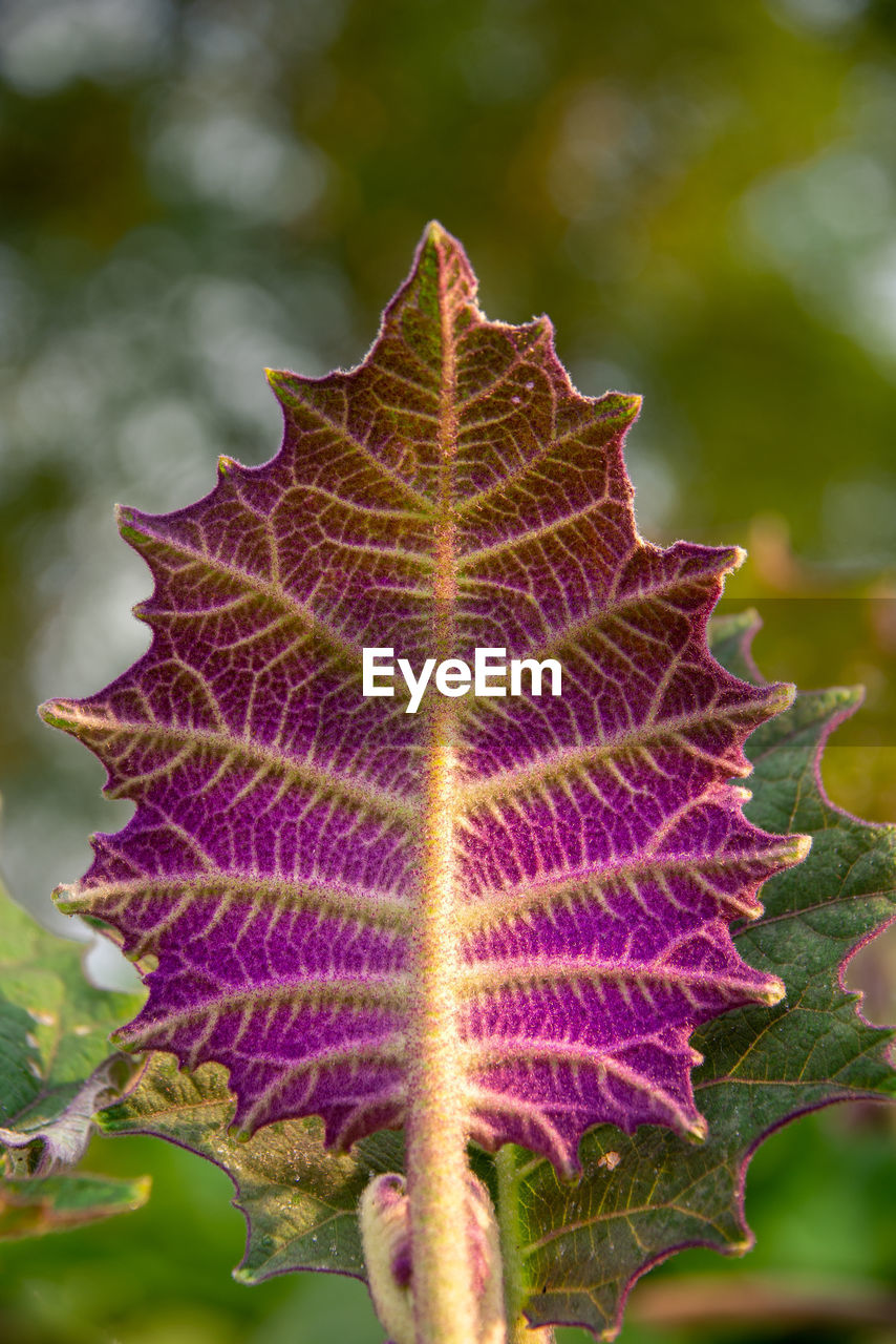 CLOSE-UP OF LEAF ON PLANT