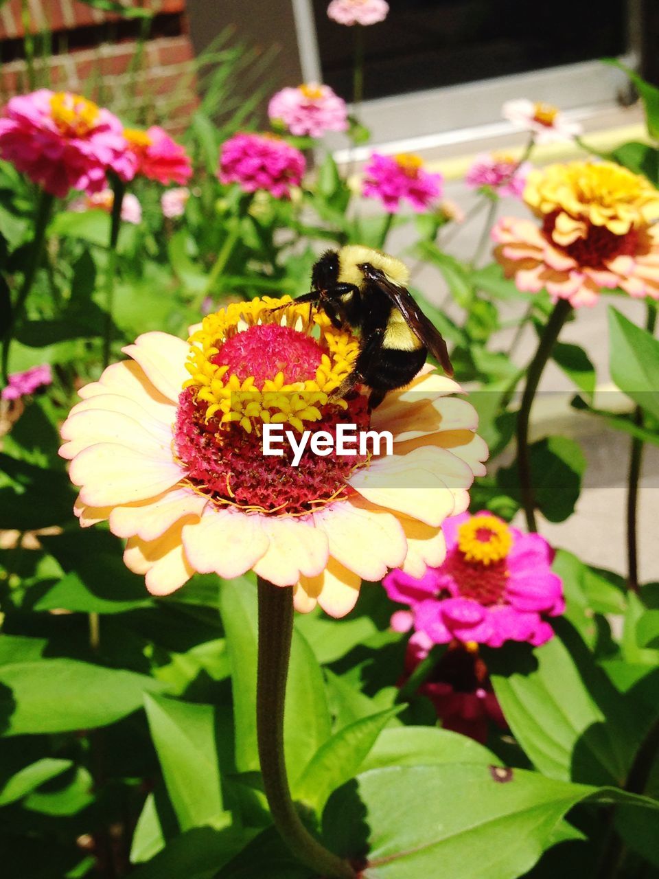 CLOSE-UP OF BEE ON PINK FLOWER