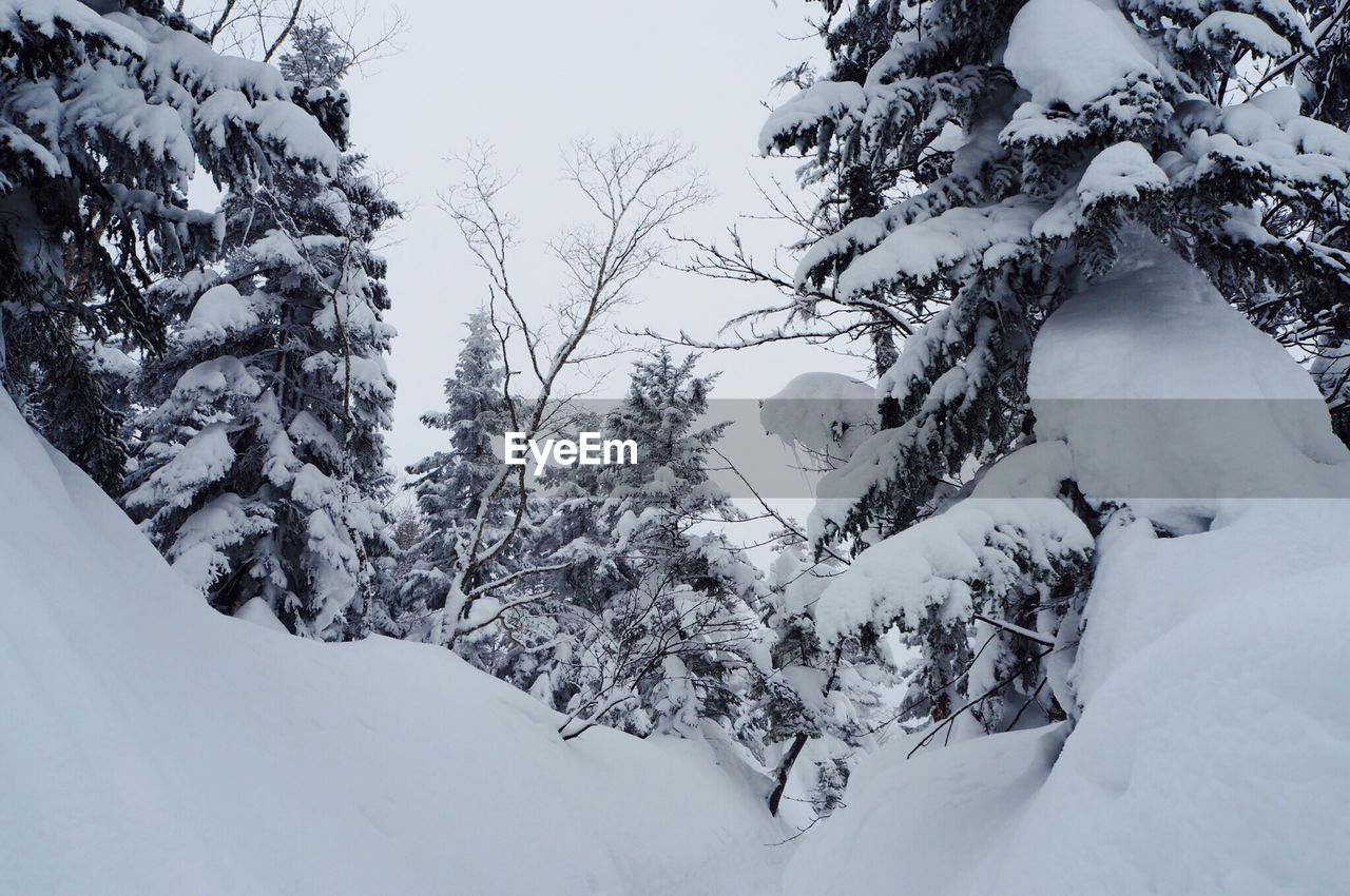 TREES IN WINTER