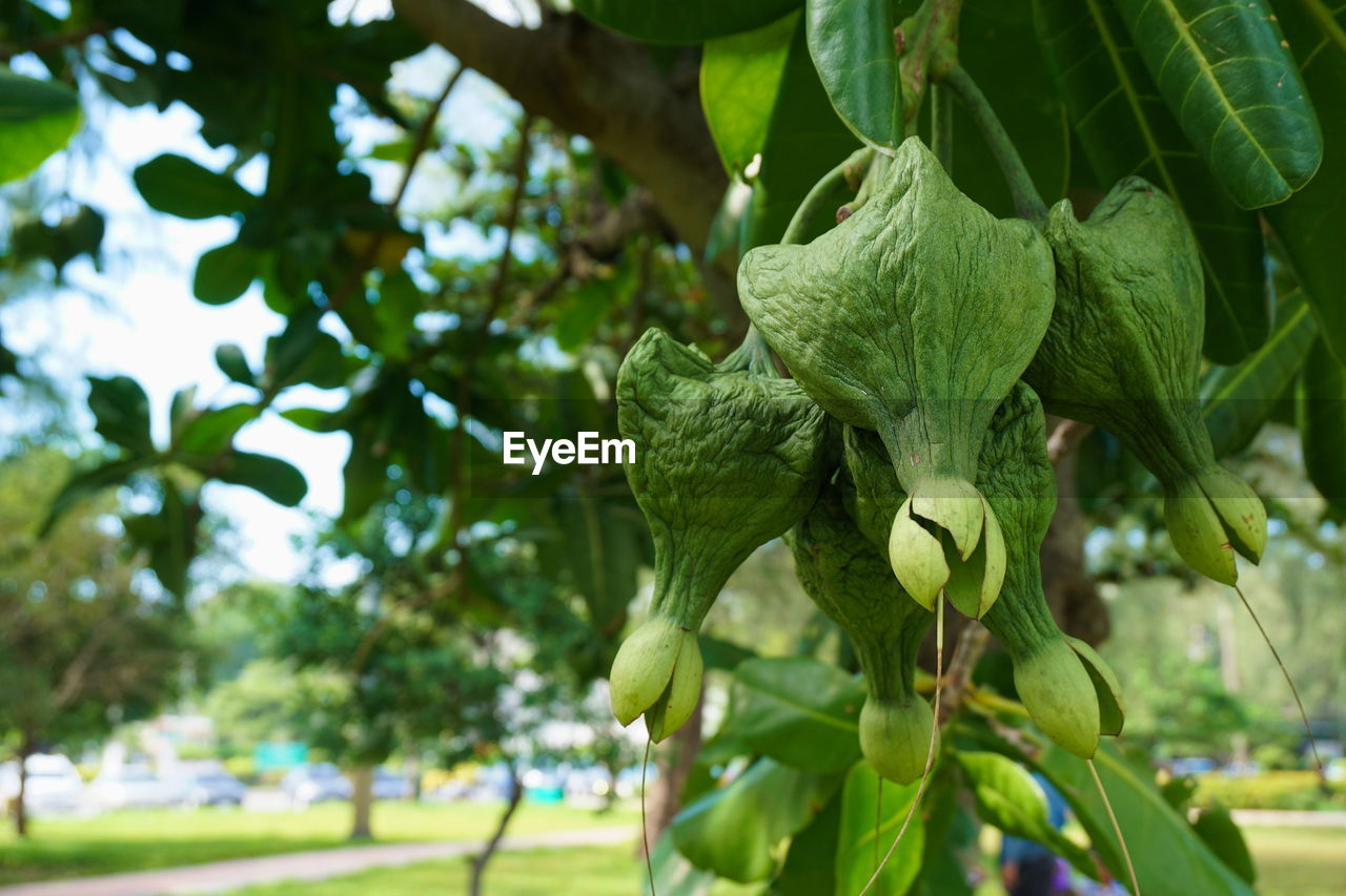 CLOSE-UP OF GREEN LEAVES ON TREE