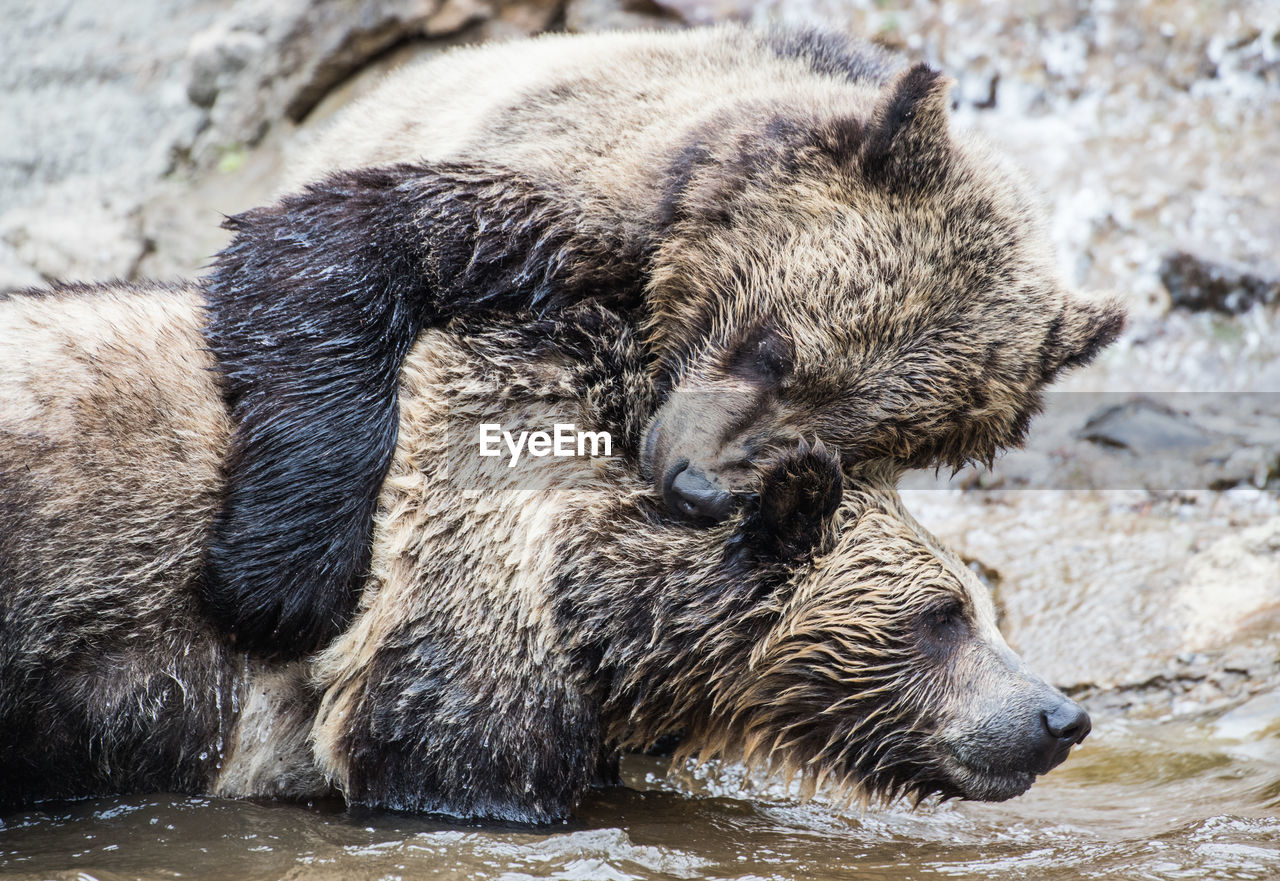 Two grizzly bears playing in water puddle hugging