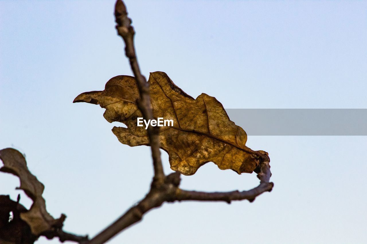 LOW ANGLE VIEW OF DRIED LEAF AGAINST CLEAR SKY