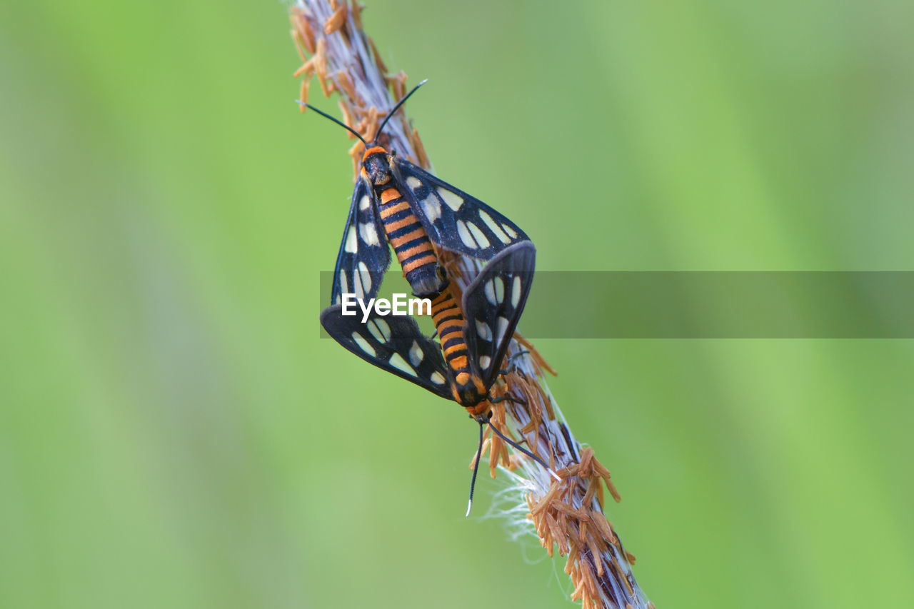 CLOSE-UP OF BUTTERFLY PERCHING ON PLANT