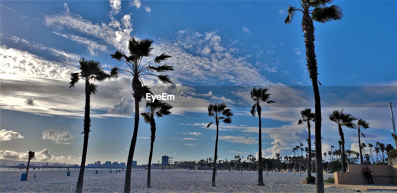 Palm trees on beach against sky