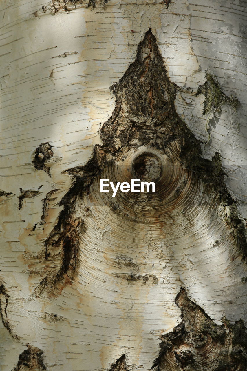 CLOSE-UP OF TREE BARK