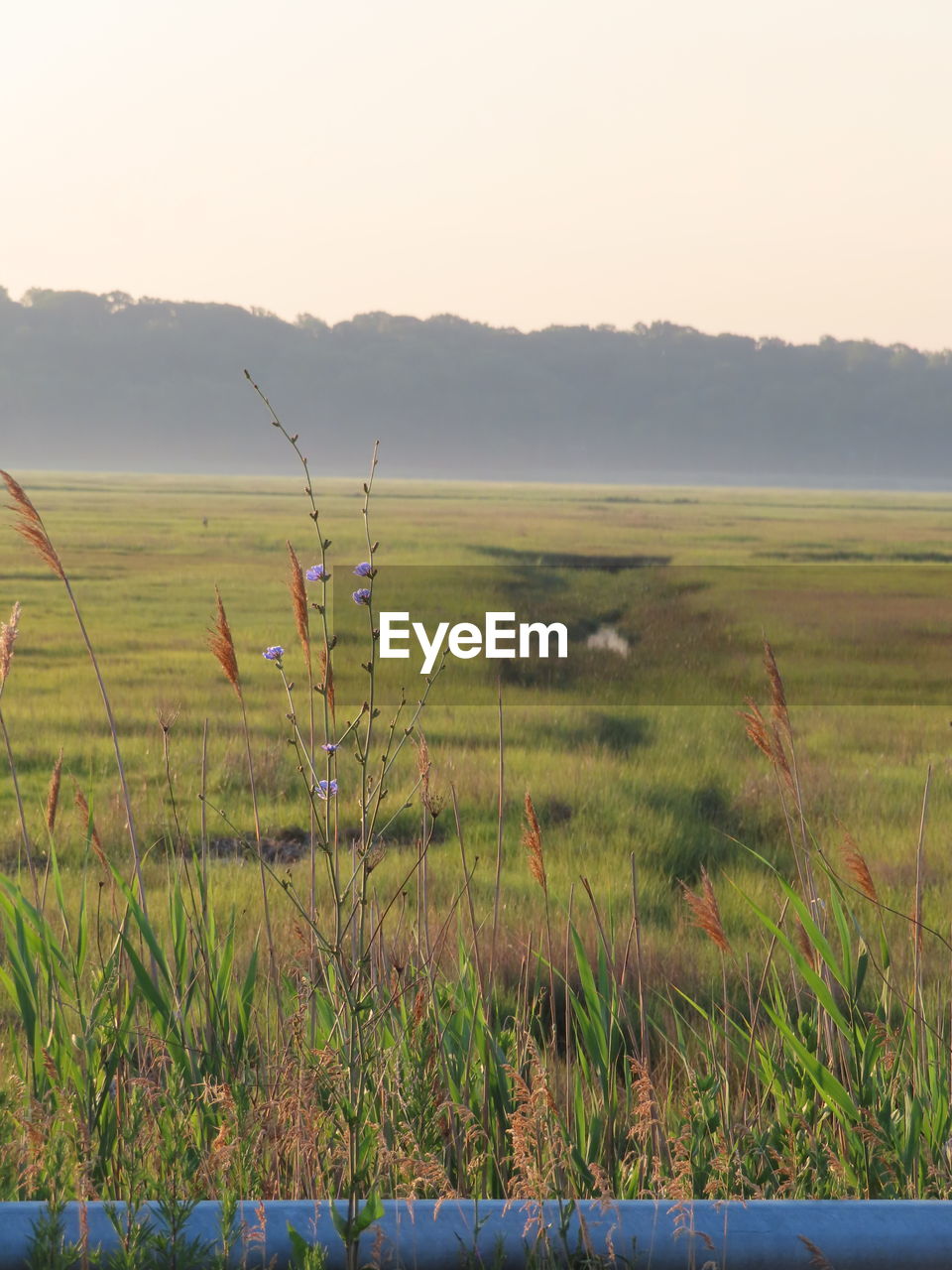 SCENIC VIEW OF FARM AGAINST SKY