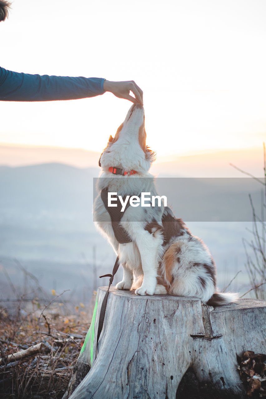 Master feeds her four-legged australian shepherd puppy sitting on a tree stump