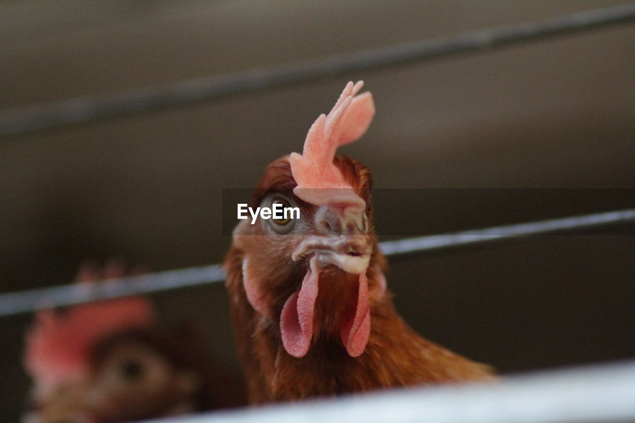Chicken in its egg packing cage
