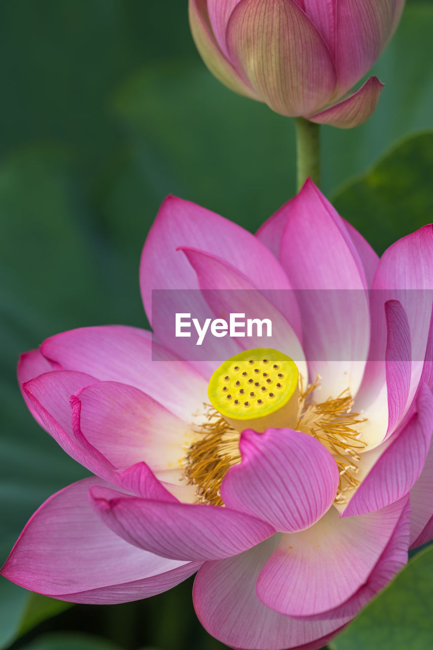 CLOSE-UP OF PINK LOTUS WATER LILY IN GARDEN