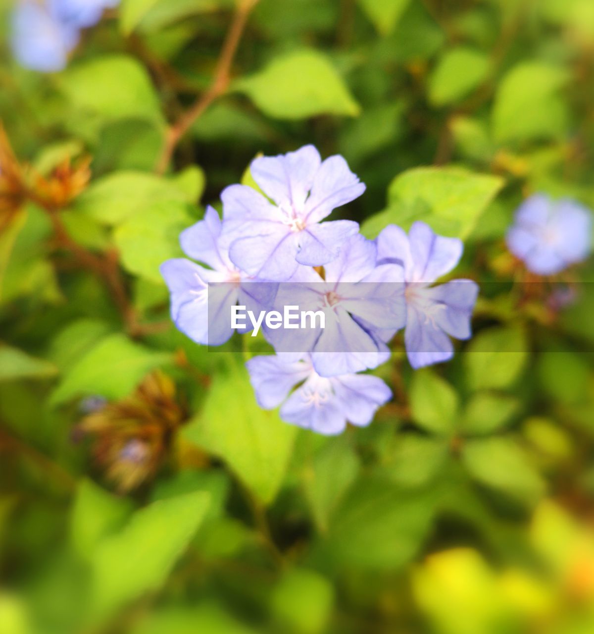 CLOSE-UP OF PURPLE FLOWERING PLANT WITH LEAVES