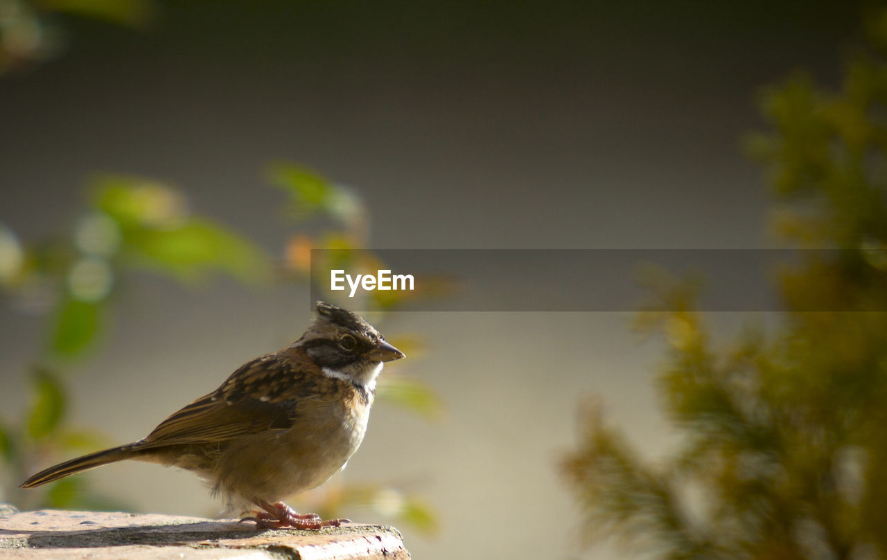 animal themes, animal, animal wildlife, bird, wildlife, nature, one animal, perching, sparrow, tree, branch, focus on foreground, songbird, full length, plant, beak, side view, copy space, sunbeam, house sparrow, selective focus, no people, outdoors, beauty in nature, day, close-up, sunlight, sitting, multi colored, sunny, yellow, surface level, portrait, environment, insect, springtime, eating