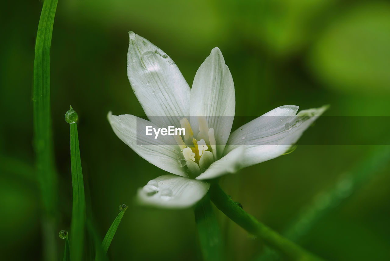 flower, plant, flowering plant, freshness, green, beauty in nature, nature, close-up, fragility, macro photography, growth, petal, water, flower head, white, inflorescence, plant stem, no people, grass, wildflower, springtime, blossom, outdoors, drop, wet, focus on foreground, leaf, botany, plant part, lily, environment, water lily, meadow, pollen, day, selective focus