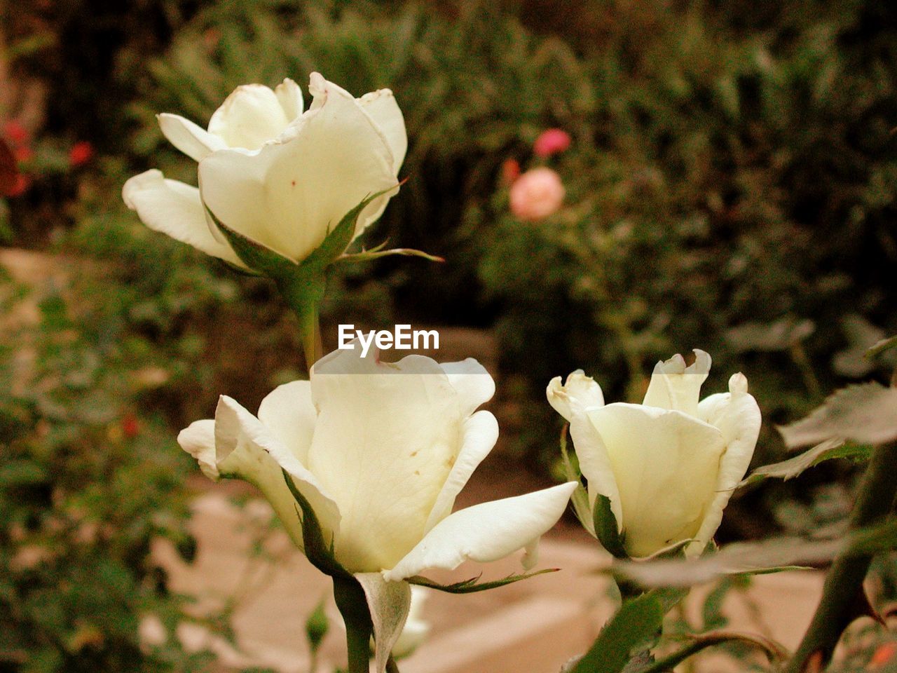 Close-up of white rose blooming outdoors