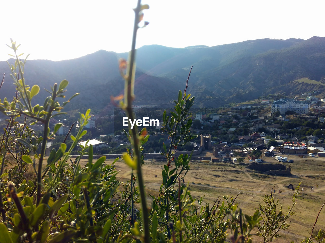 Plants growing on field by mountains against clear sky