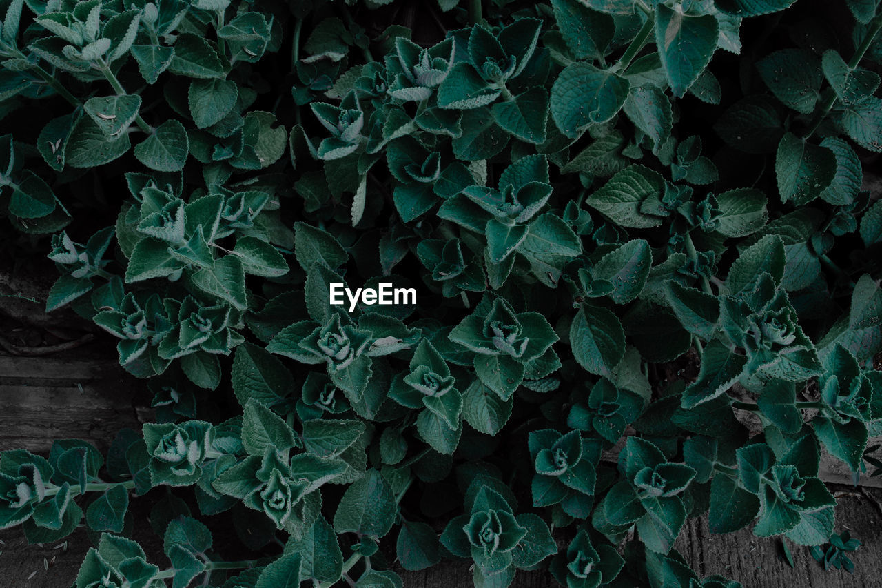 Full frame shot of green plants