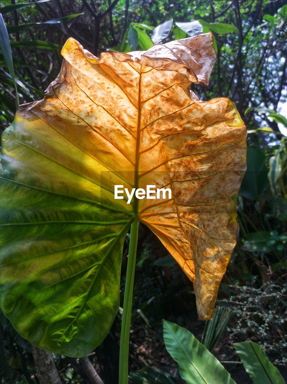 leaf, plant part, plant, nature, tree, growth, flower, beauty in nature, leaf vein, autumn, close-up, day, no people, land, green, outdoors, forest, fragility, yellow, leaves, tranquility