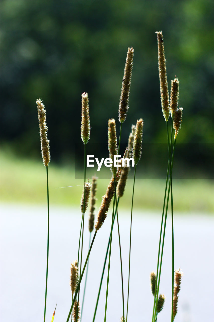 Close-up of grass growing in field