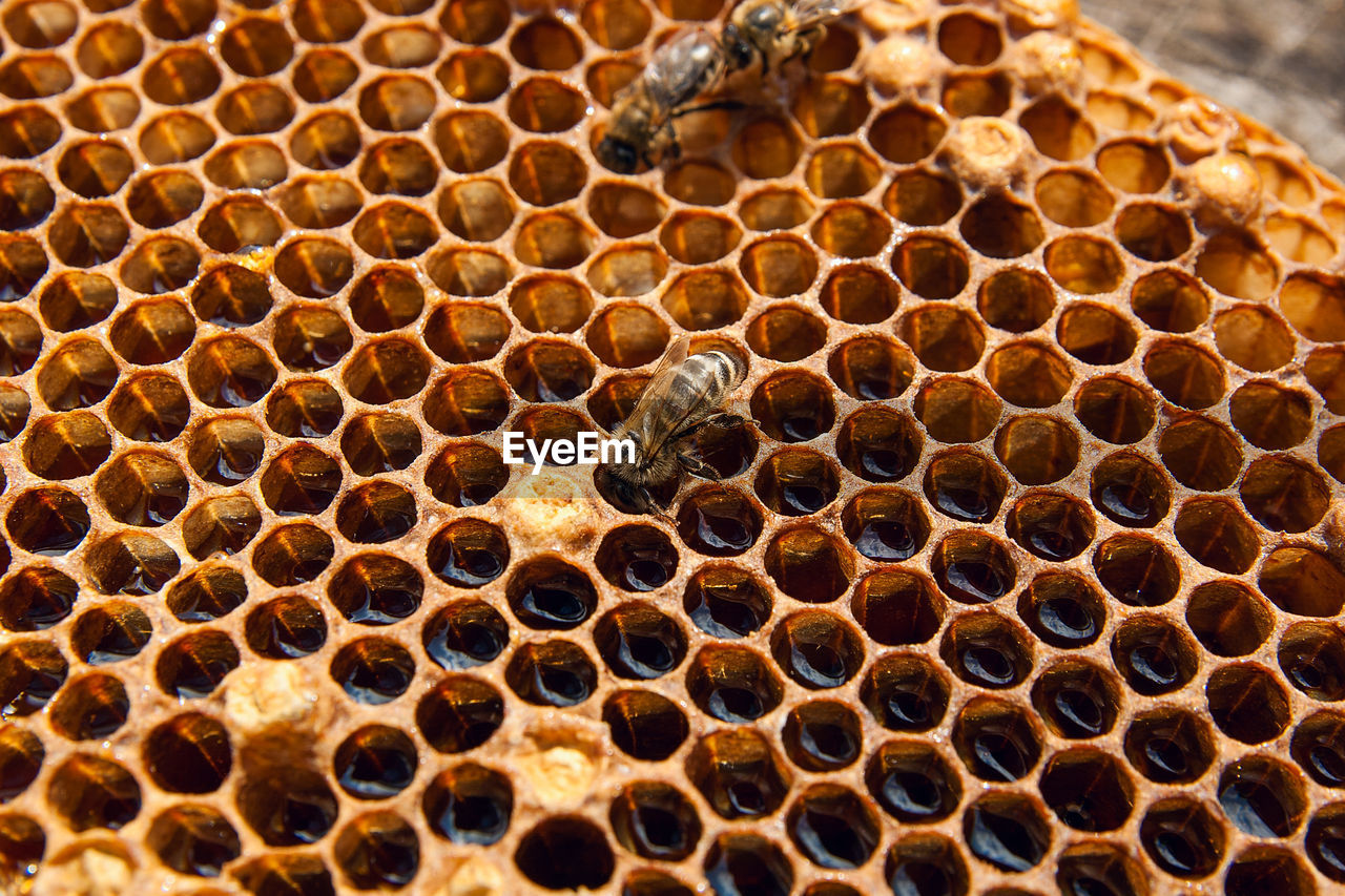 CLOSE-UP OF BEE POLLINATING