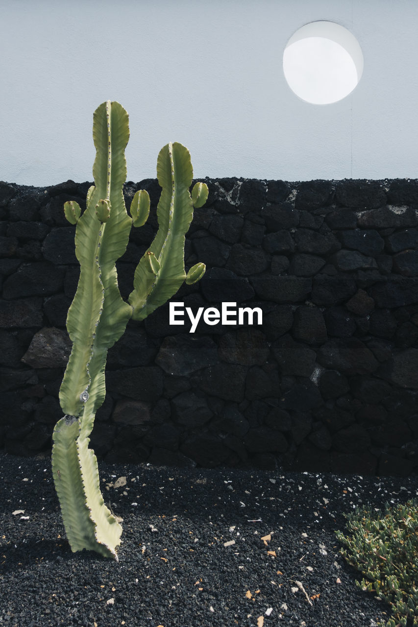 Green cactus growing in yard near building on sunny day on lanzarote island