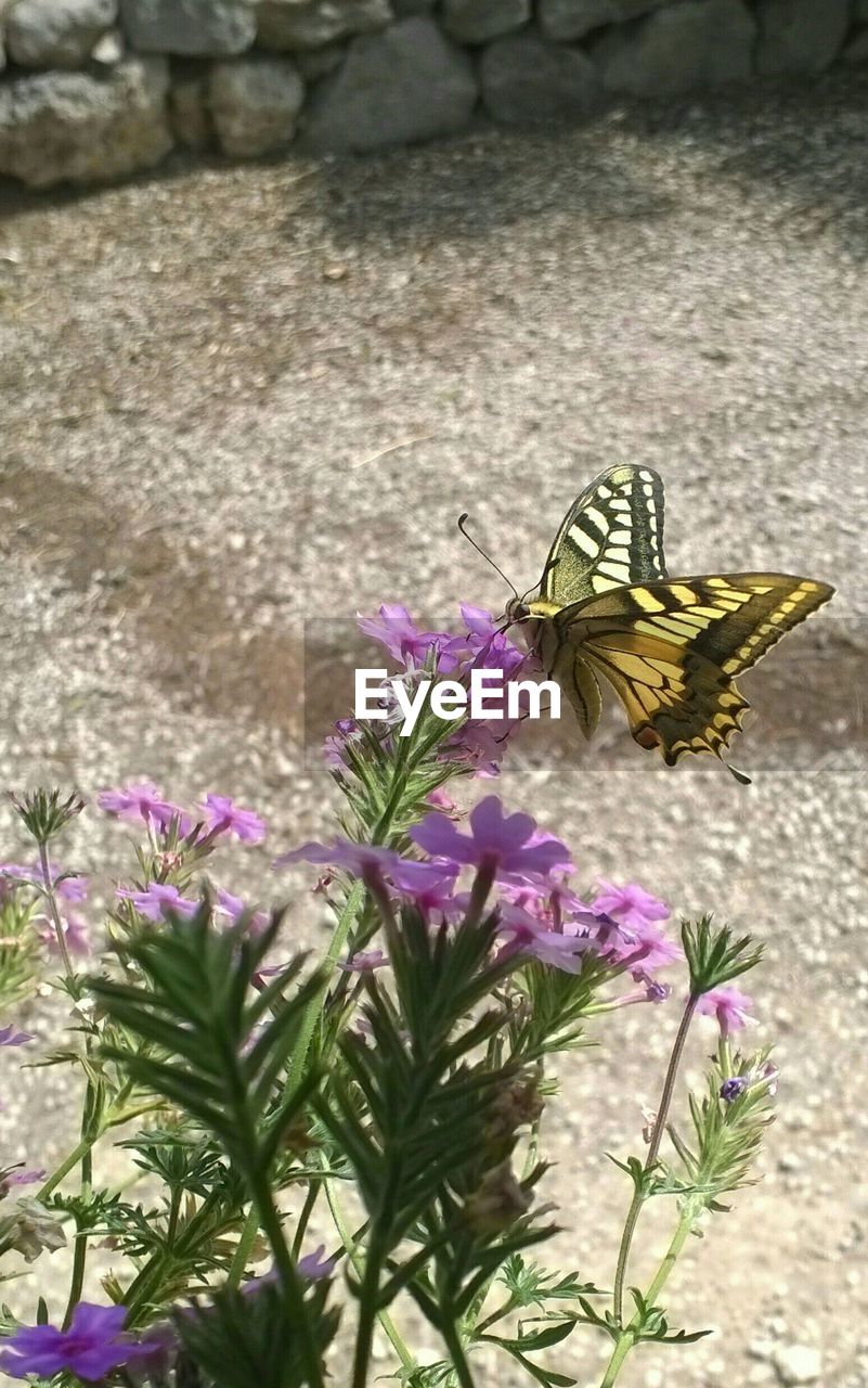 Close-up of butterfly on flower