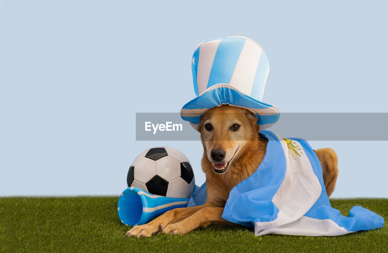 Dog with hat and flag with the colors of argentina to encourage the soccer team