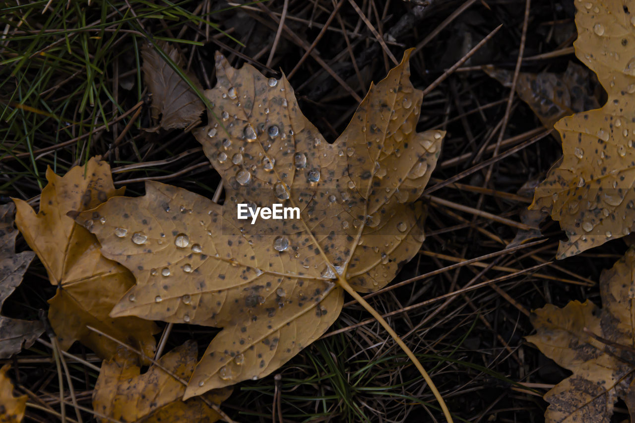 CLOSE-UP OF WET DRY LEAVES ON FIELD