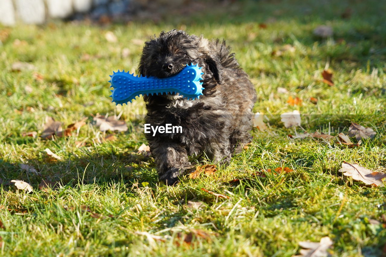 dog, animal themes, one animal, animal, pet, grass, canine, mammal, domestic animals, plant, puppy, nature, lawn, no people, day, field, outdoors, green, carnivore, land, selective focus, sunlight, flower, lap dog