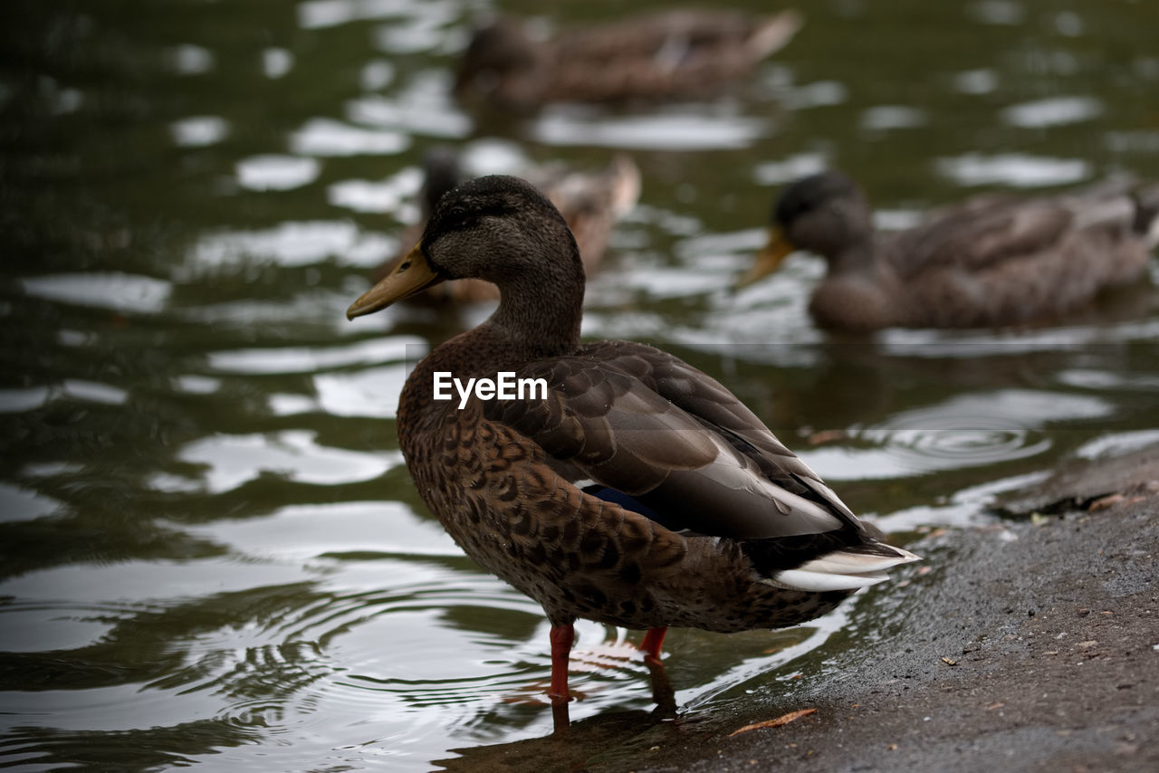 CLOSE-UP OF DUCK SWIMMING IN LAKE