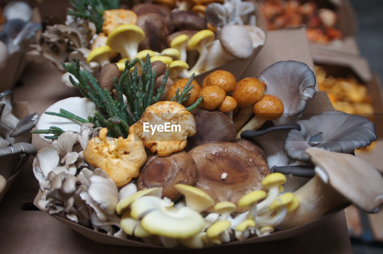 Detail shot of mushroom