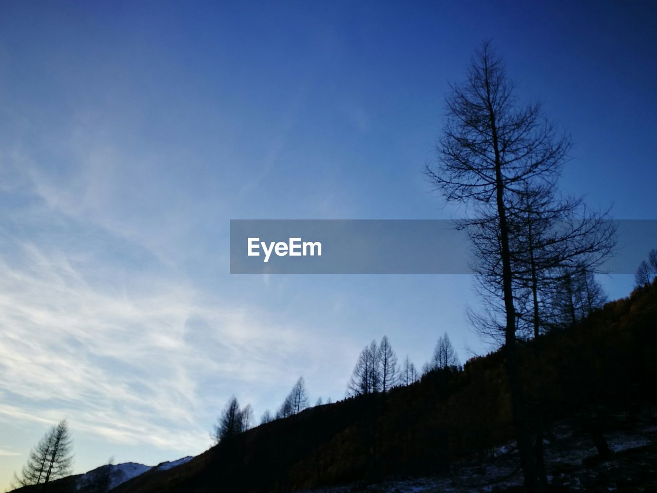 Low angle view of bare trees against sky