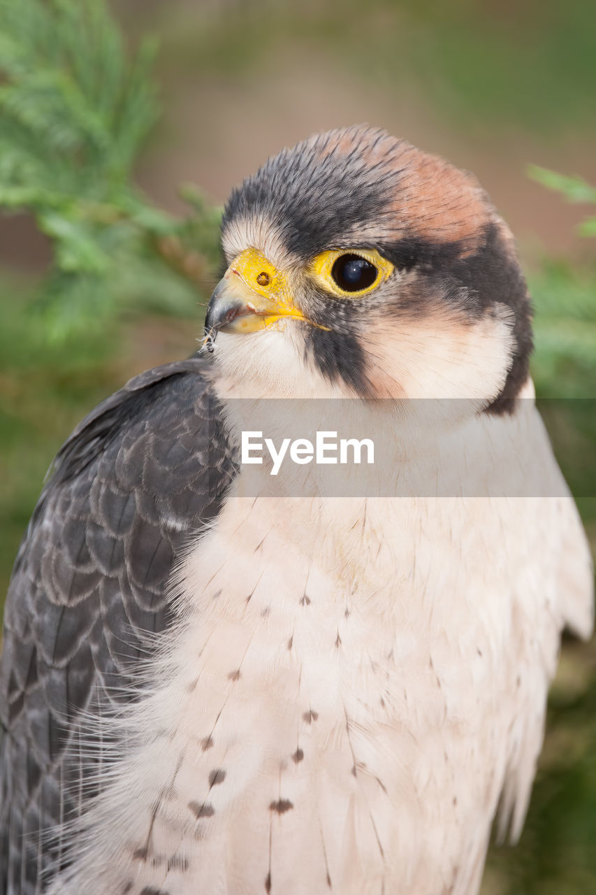 A lanner falcon perched for a portrait