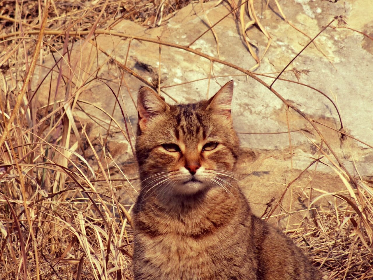 CLOSE-UP OF CAT SITTING OUTDOORS
