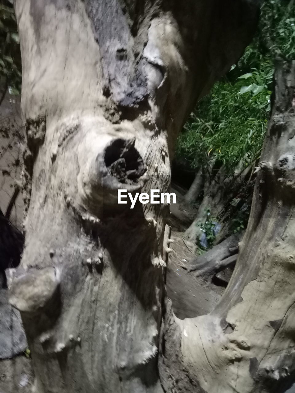 CLOSE-UP OF ANIMAL SKULL ON TREE