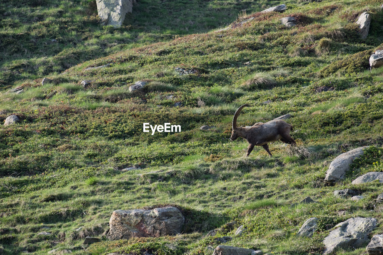 Side view of mountain goat walking on grassy field