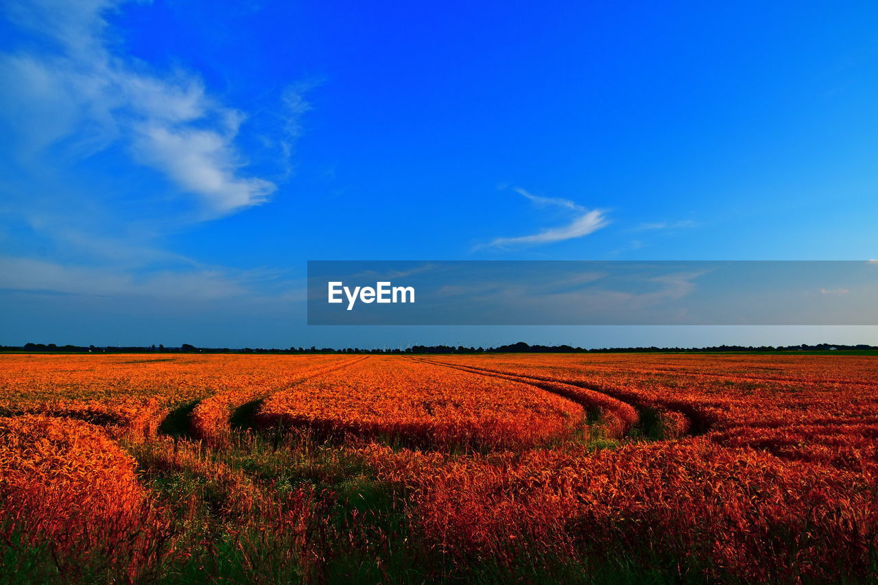 Scenic view of agricultural field against blue sky