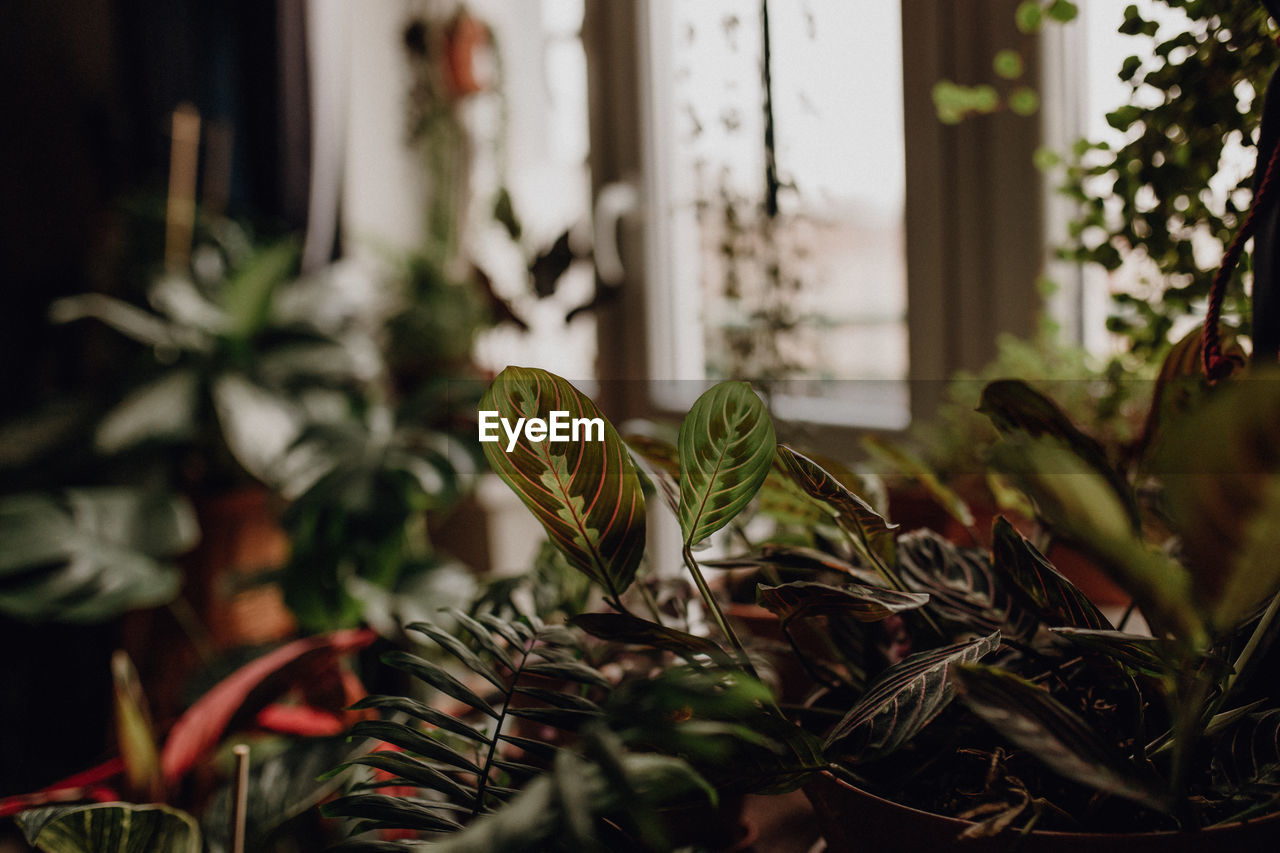 Plants collection in small millenials' rental flat, marantha tricolor, maranta