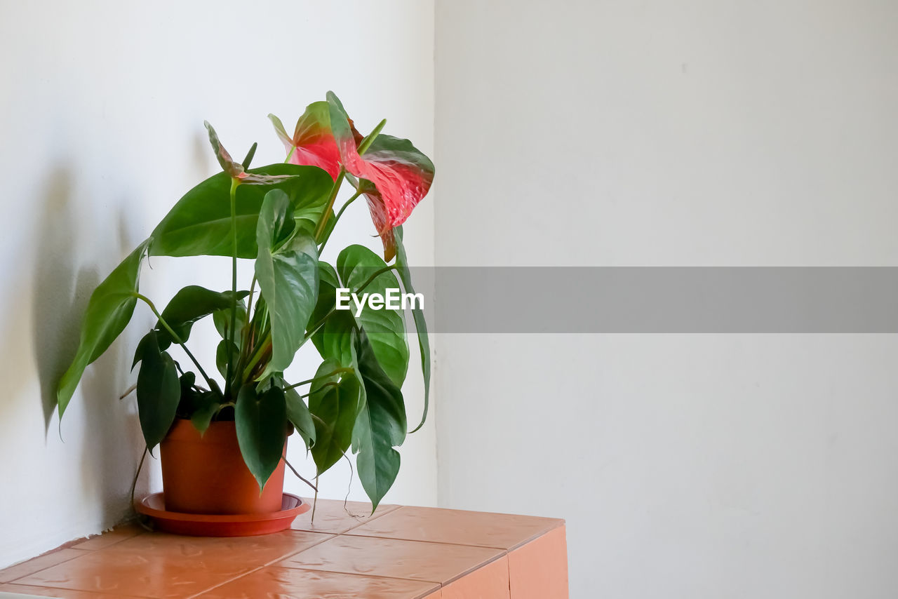 POTTED PLANT ON RED TABLE AGAINST WALL AT HOME