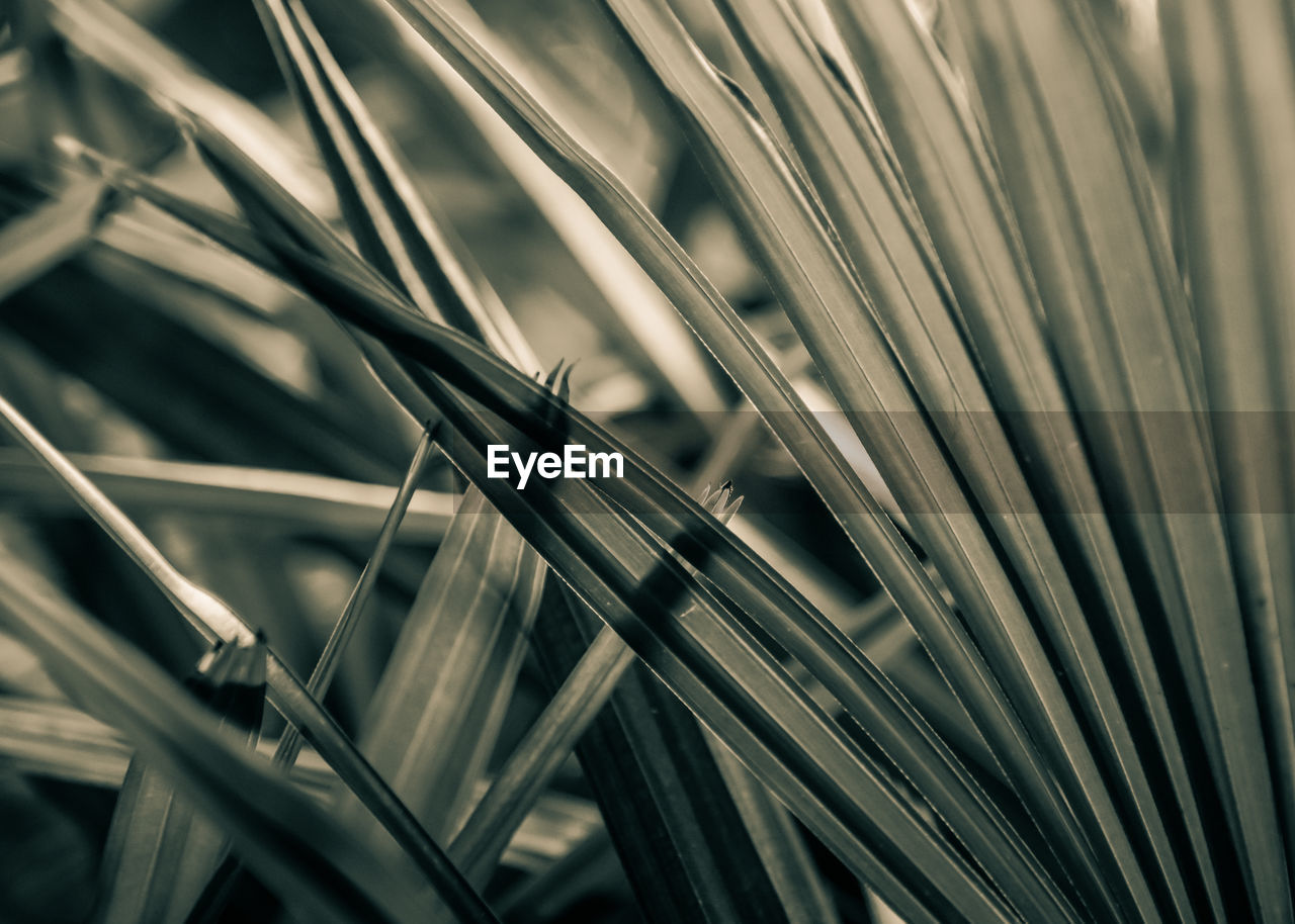 Full frame shot of stalks in field