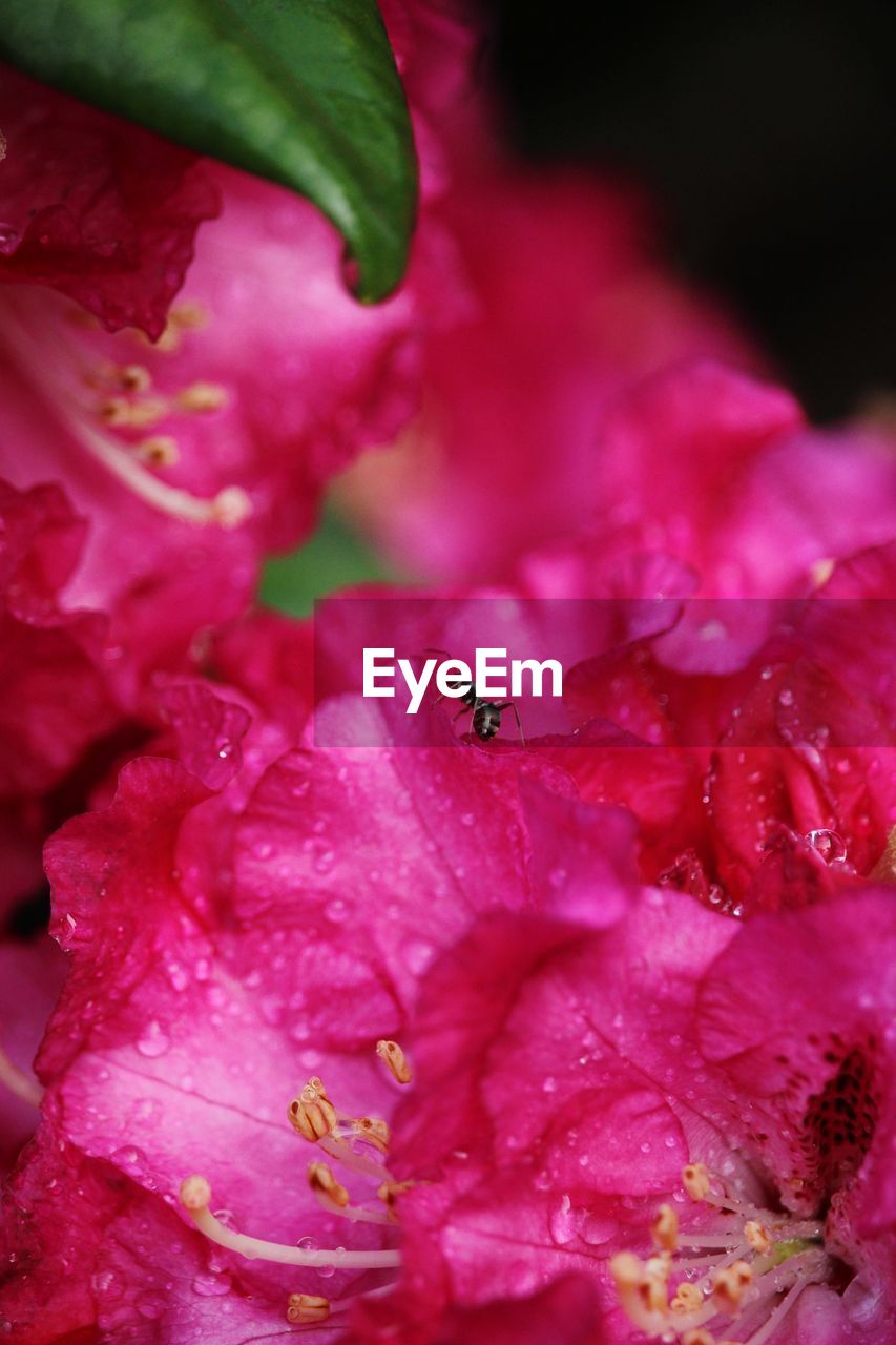 CLOSE-UP OF INSECT ON PINK WET FLOWER